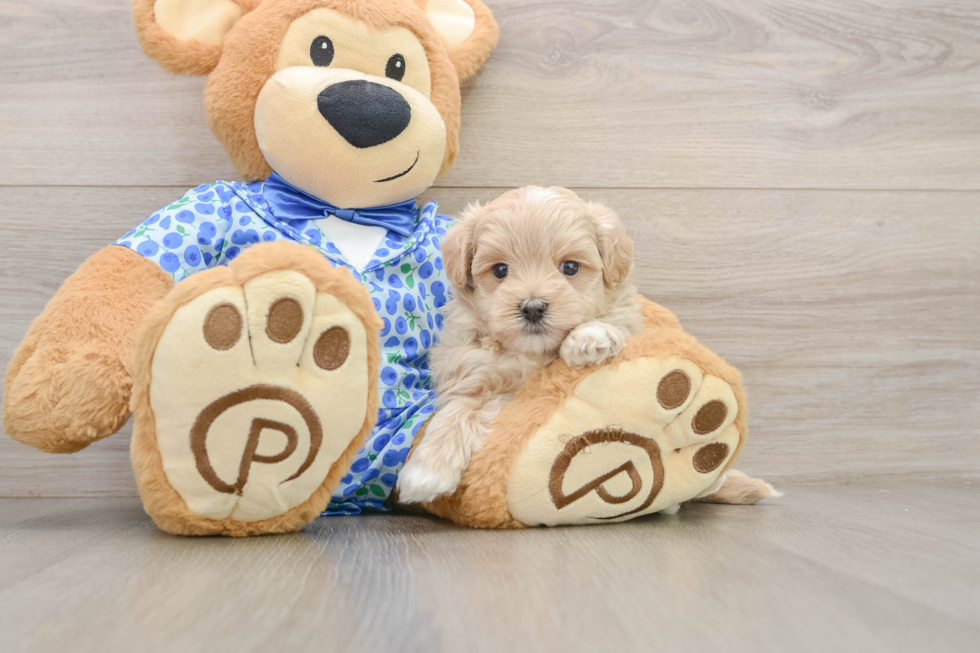 Maltipoo Puppy for Adoption