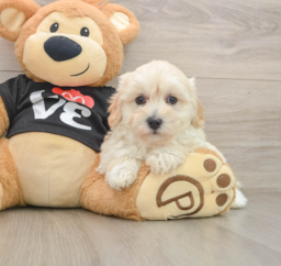 9 week old Maltipoo Puppy For Sale - Fairfield Furbabies