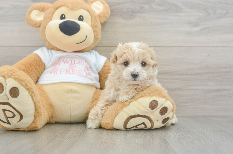 6 week old Maltipoo Puppy For Sale - Fairfield Furbabies