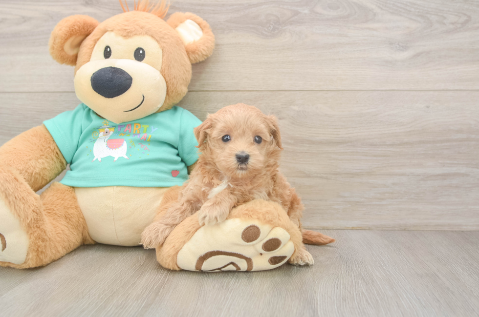 6 week old Maltipoo Puppy For Sale - Fairfield Furbabies