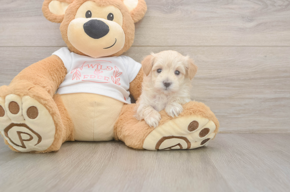 6 week old Maltipoo Puppy For Sale - Fairfield Furbabies