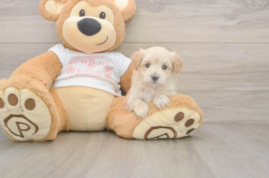 6 week old Maltipoo Puppy For Sale - Fairfield Furbabies Maltipoo Pup Being Cute