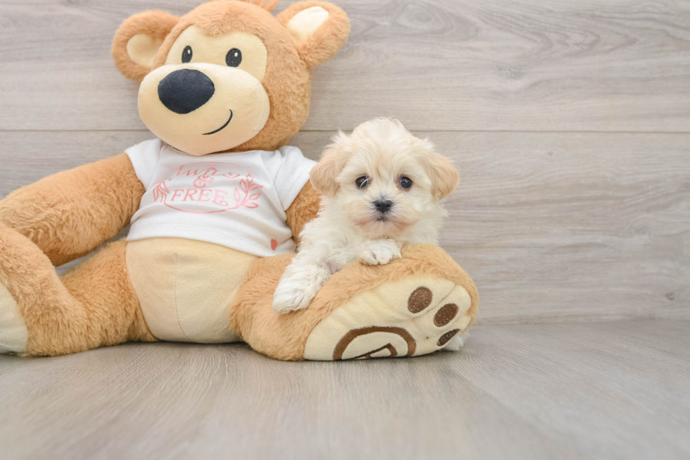Maltipoo Puppy for Adoption