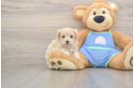 Cute Maltipoo Baby