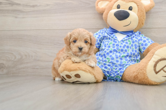 Adorable Maltepoo Poodle Mix Puppy