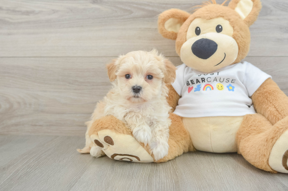 8 week old Maltipoo Puppy For Sale - Fairfield Furbabies