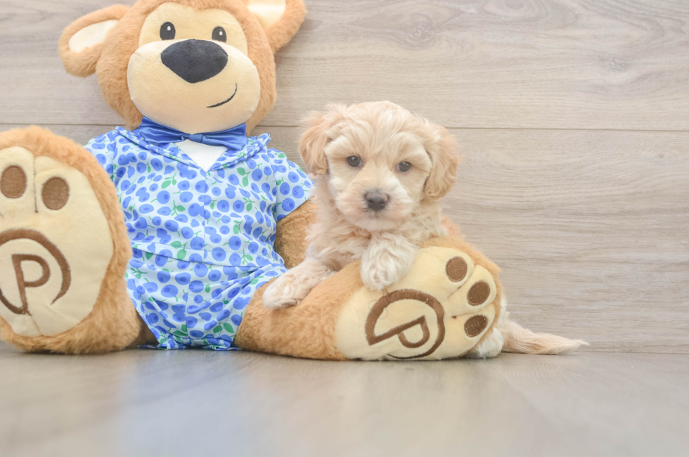 8 week old Maltipoo Puppy For Sale - Fairfield Furbabies