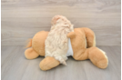 Small Maltipoo Baby