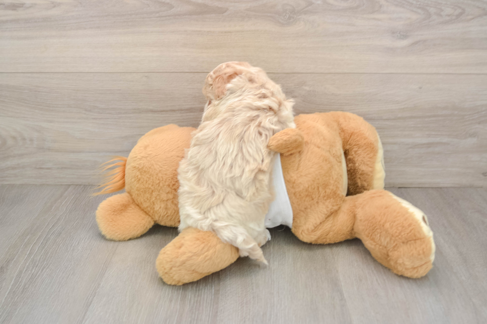 Small Maltipoo Baby