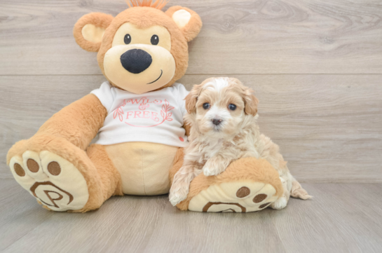 Funny Maltipoo Poodle Mix Pup