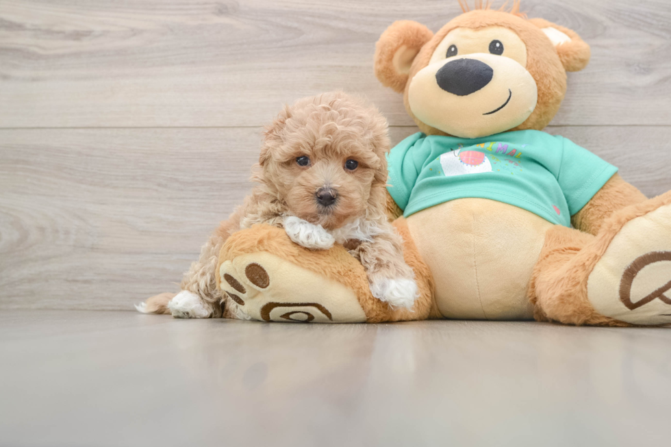 Maltipoo Puppy for Adoption