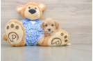 Friendly Maltipoo Baby