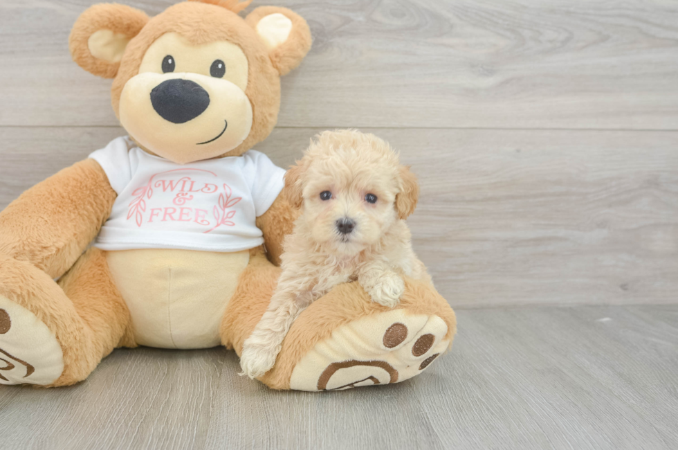 5 week old Maltipoo Puppy For Sale - Fairfield Furbabies