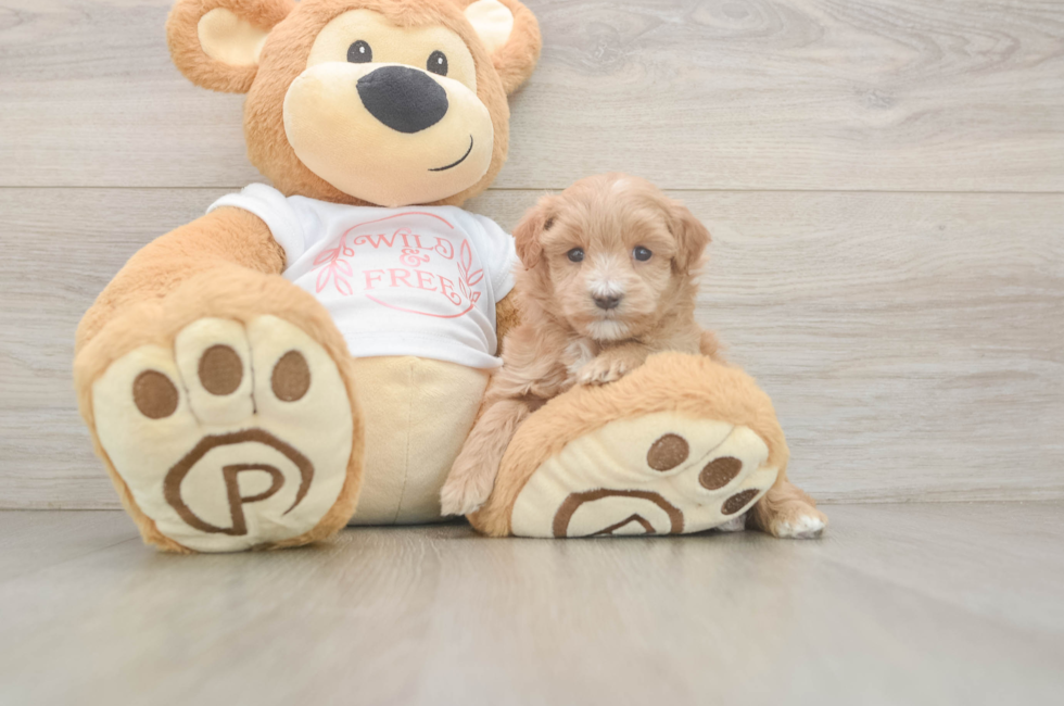 7 week old Maltipoo Puppy For Sale - Fairfield Furbabies