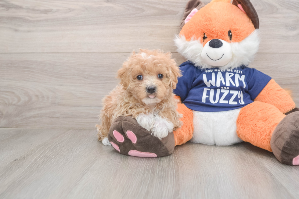 Maltipoo Pup Being Cute