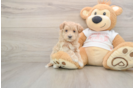 Maltipoo Puppy for Adoption
