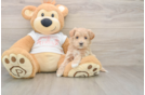 Happy Maltipoo Baby