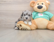 7 week old Maltipoo Puppy For Sale - Fairfield Furbabies