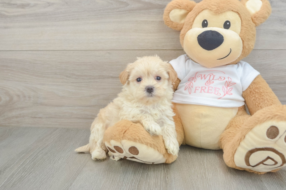 5 week old Maltipoo Puppy For Sale - Fairfield Furbabies