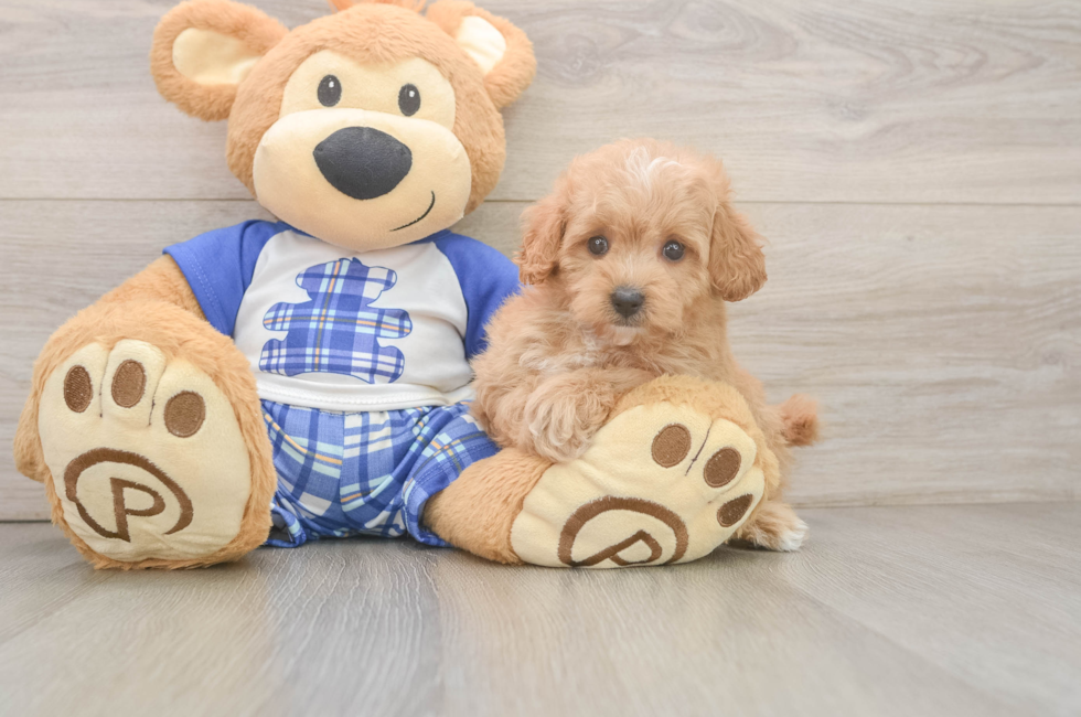 7 week old Maltipoo Puppy For Sale - Fairfield Furbabies