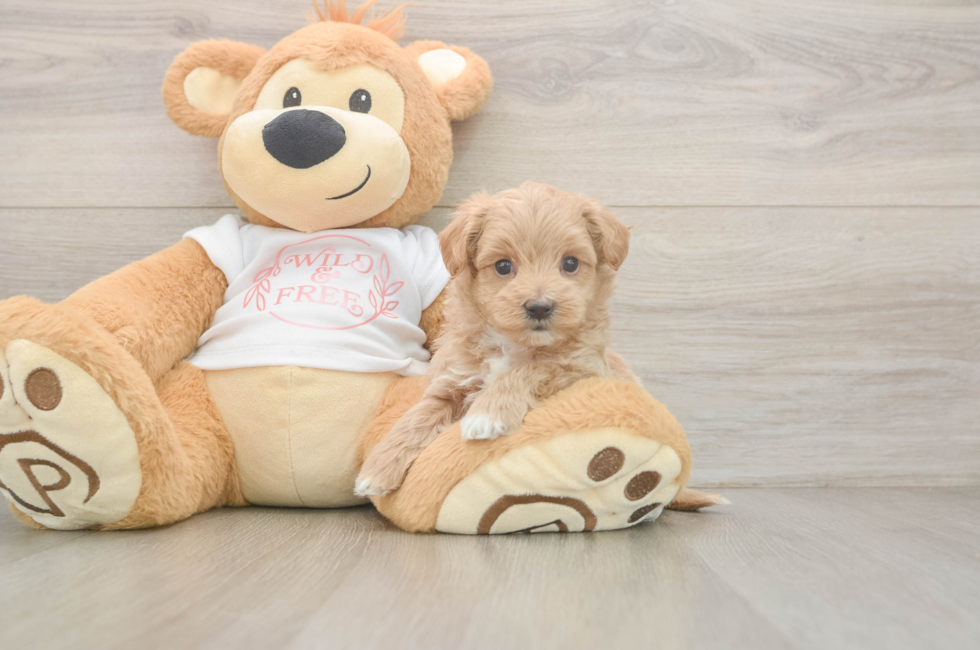 7 week old Maltipoo Puppy For Sale - Fairfield Furbabies