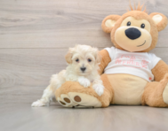 8 week old Maltipoo Puppy For Sale - Fairfield Furbabies