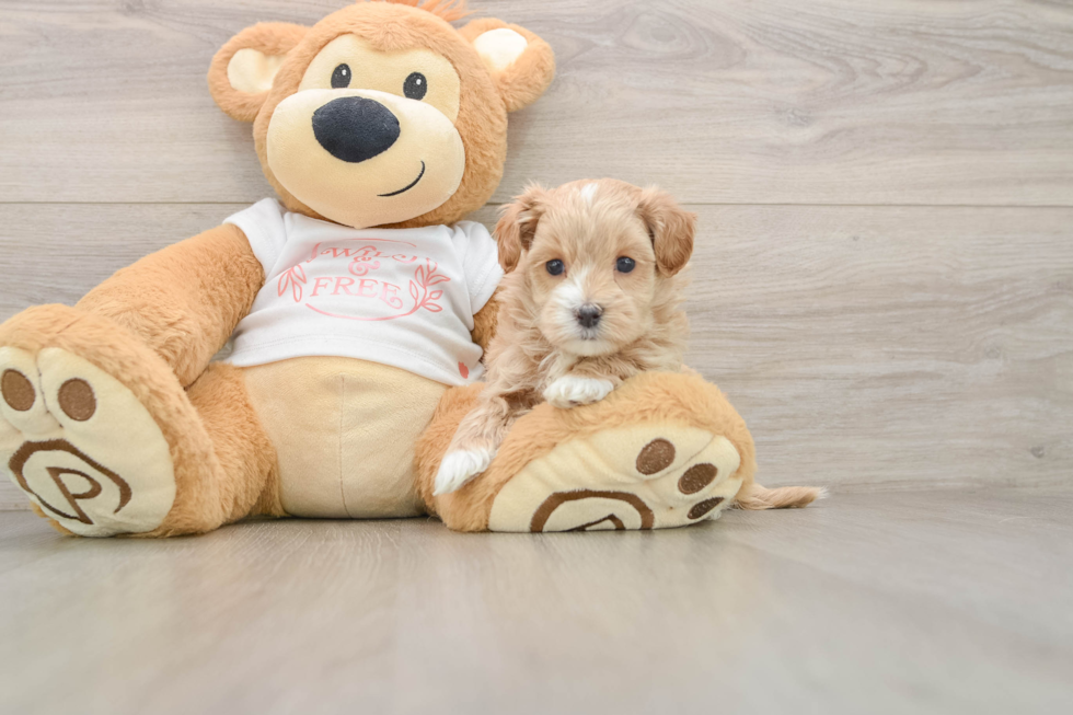 Best Maltipoo Baby