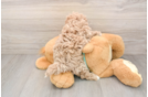 Adorable Moodle Poodle Mix Puppy