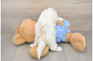 Petite Maltipoo Poodle Mix Pup