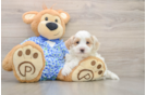 Sweet Maltipoo Baby