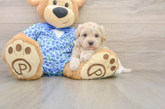 JAKE, a Maltipoo littermate