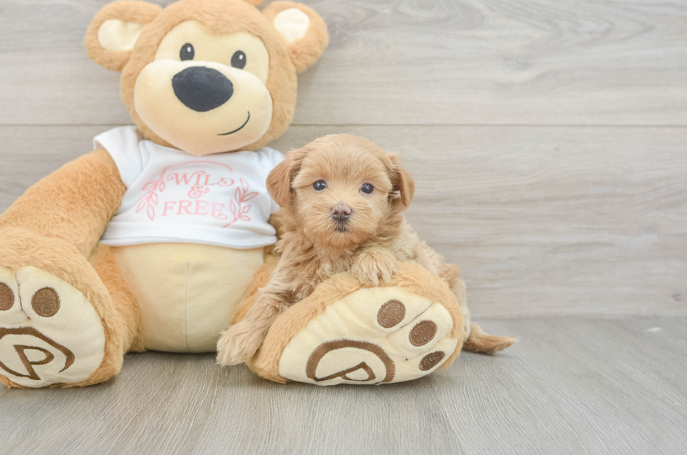 5 week old Maltipoo Puppy For Sale - Fairfield Furbabies