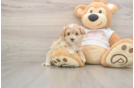 Best Maltipoo Baby