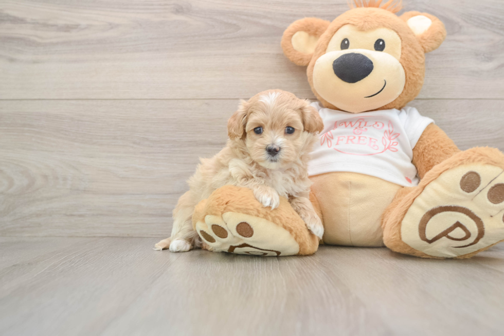 Best Maltipoo Baby