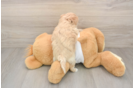 Friendly Maltipoo Baby