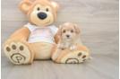 Best Maltipoo Baby