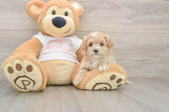 Best Maltipoo Baby