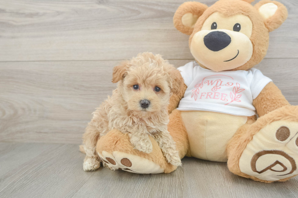 5 week old Maltipoo Puppy For Sale - Fairfield Furbabies