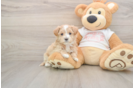 Fluffy Maltipoo Poodle Mix Pup