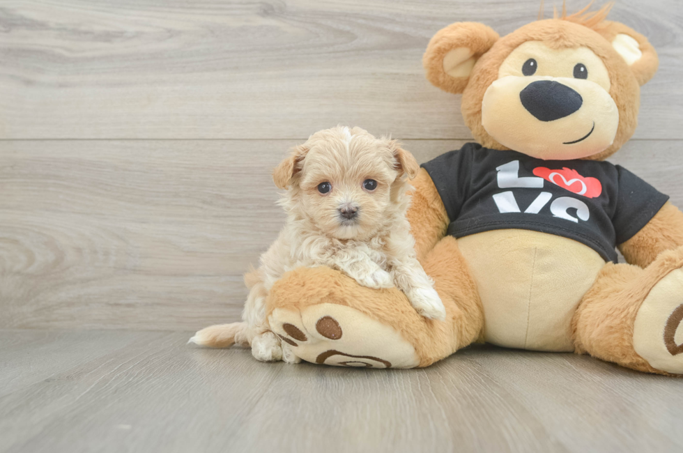 7 week old Maltipoo Puppy For Sale - Fairfield Furbabies