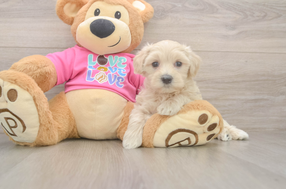 6 week old Maltipoo Puppy For Sale - Fairfield Furbabies