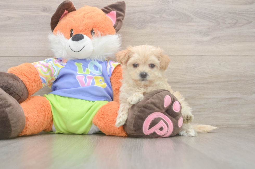 7 week old Maltipoo Puppy For Sale - Fairfield Furbabies