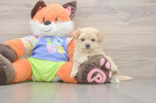 7 week old Maltipoo Puppy For Sale - Fairfield Furbabies Fluffy Maltipoo Poodle Mix Pup