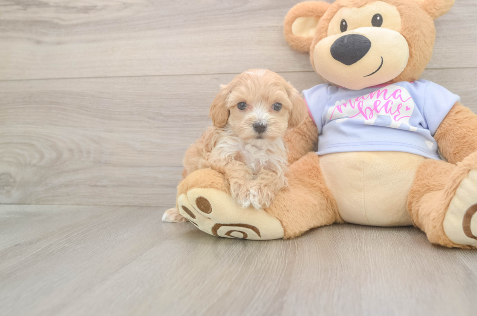 7 week old Maltipoo Puppy For Sale - Fairfield Furbabies