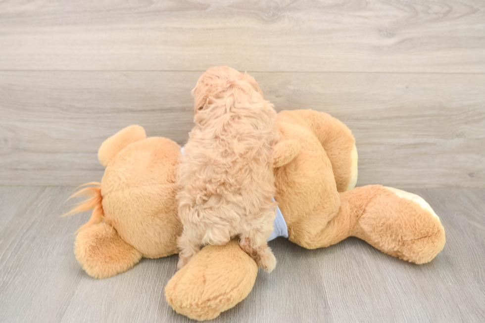 Maltipoo Puppy for Adoption