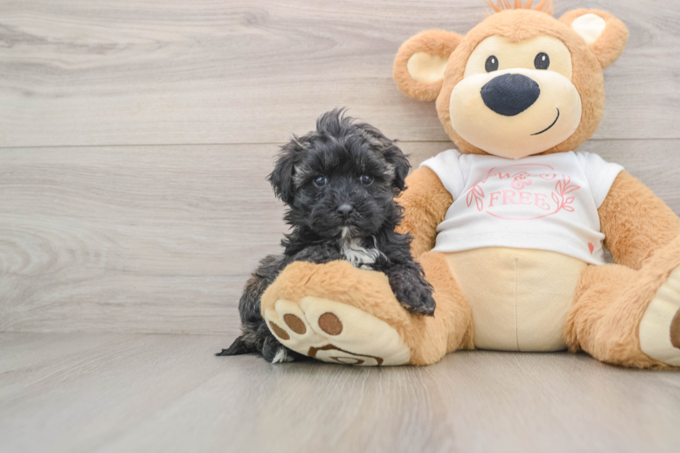 Maltipoo Pup Being Cute