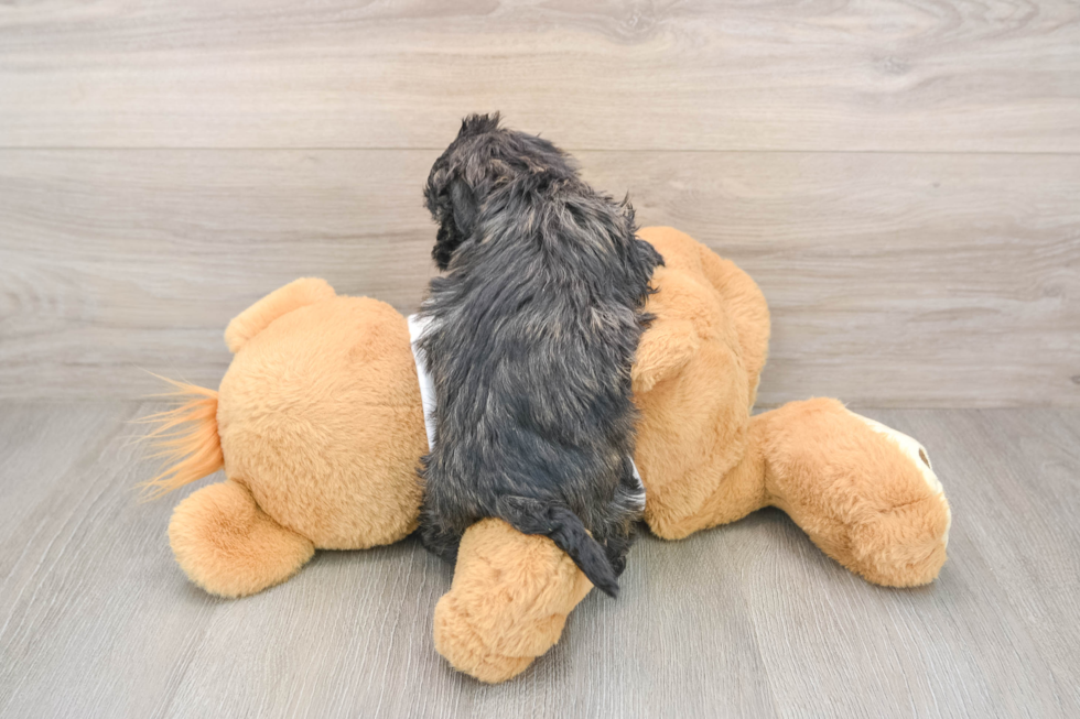 Maltipoo Puppy for Adoption