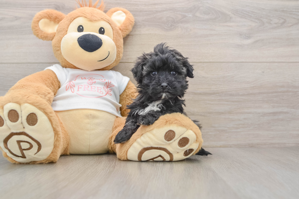 Little Maltese Poodle Poodle Mix Puppy