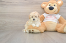 Best Maltipoo Baby