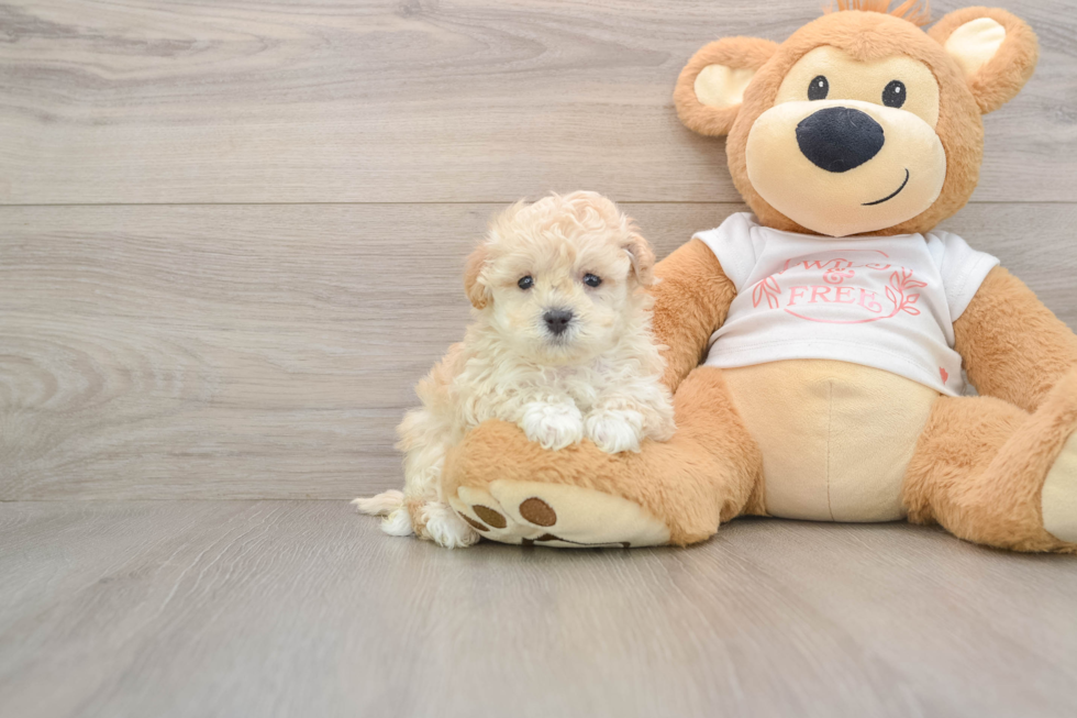 Best Maltipoo Baby